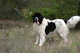 LANDSEER 520